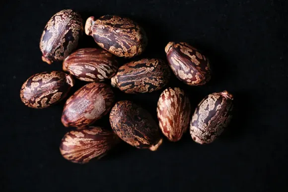 Castor bean seeds